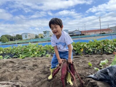 さつまいも掘りの男の子